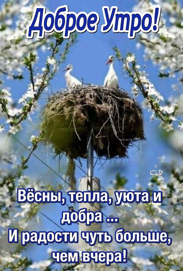 гнезда аистов