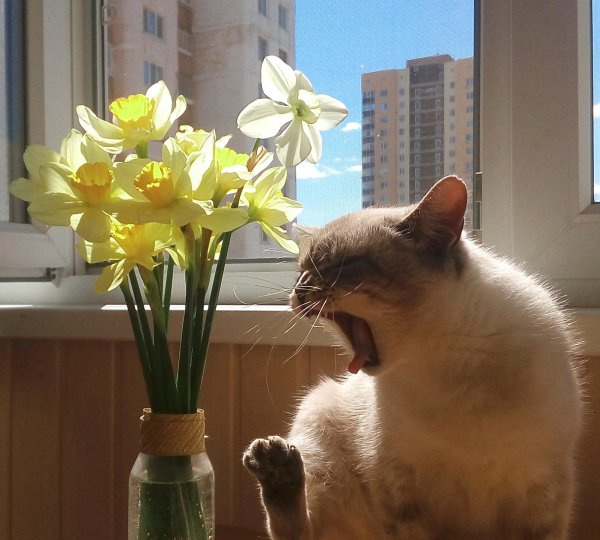 настроение весеннее