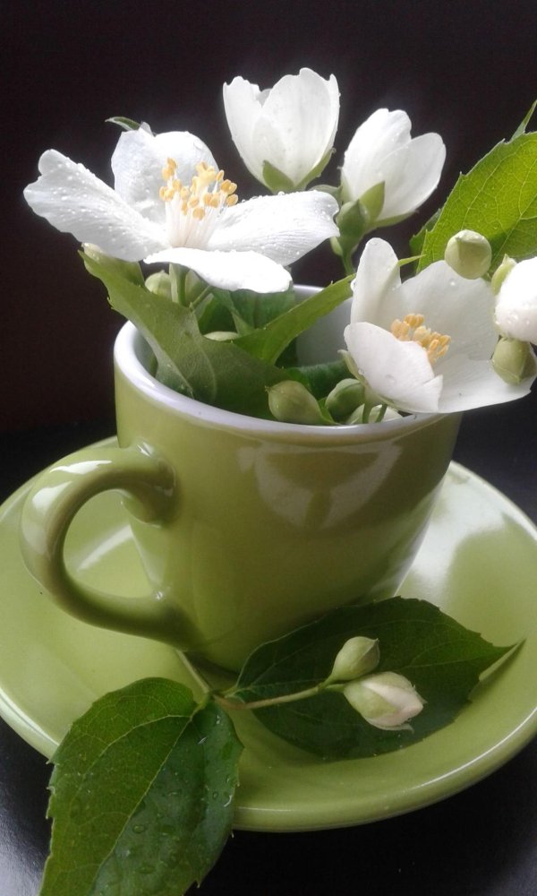 цветки жасмина