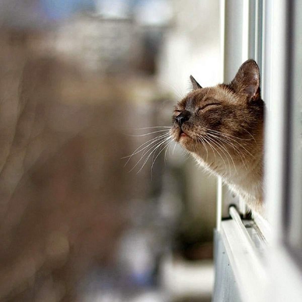 запах весны