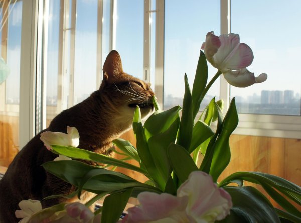 пахнет весной