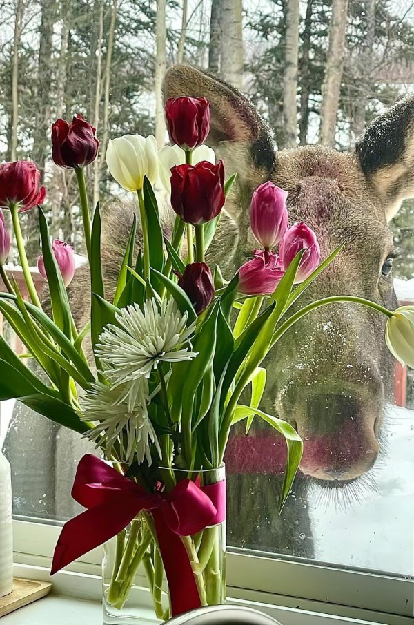 животное лось