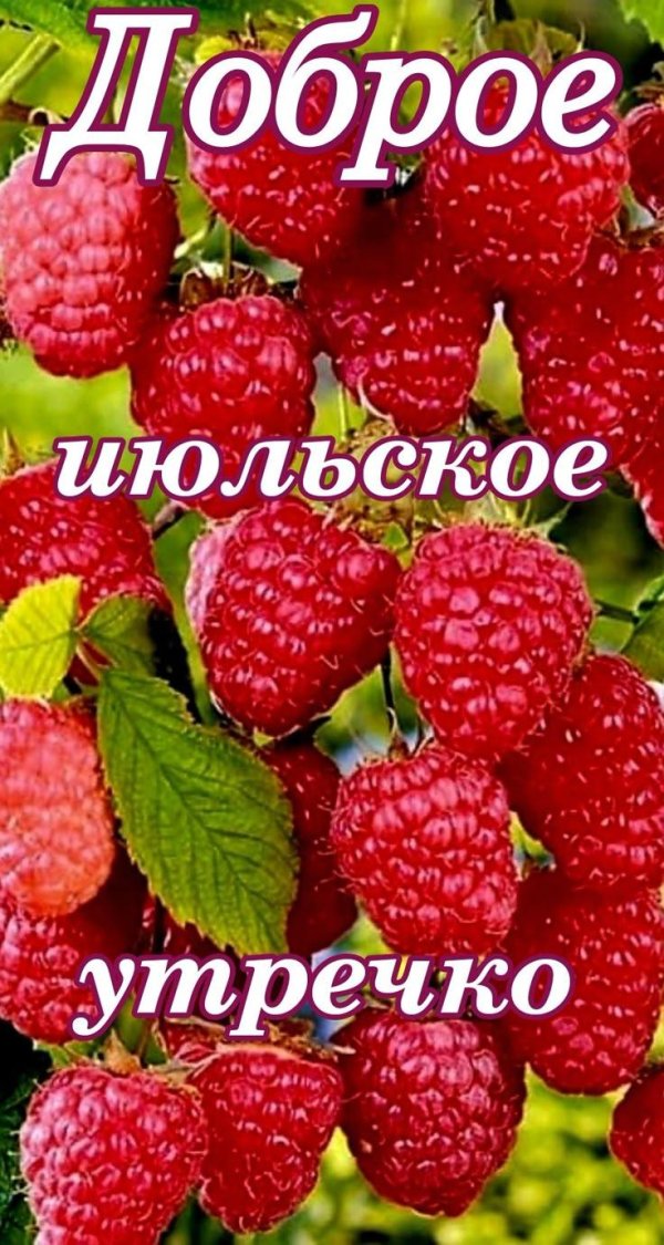 малина августовское чудо