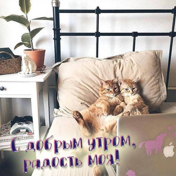 котик в кровати