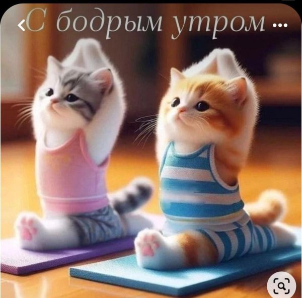 очаровательные котята