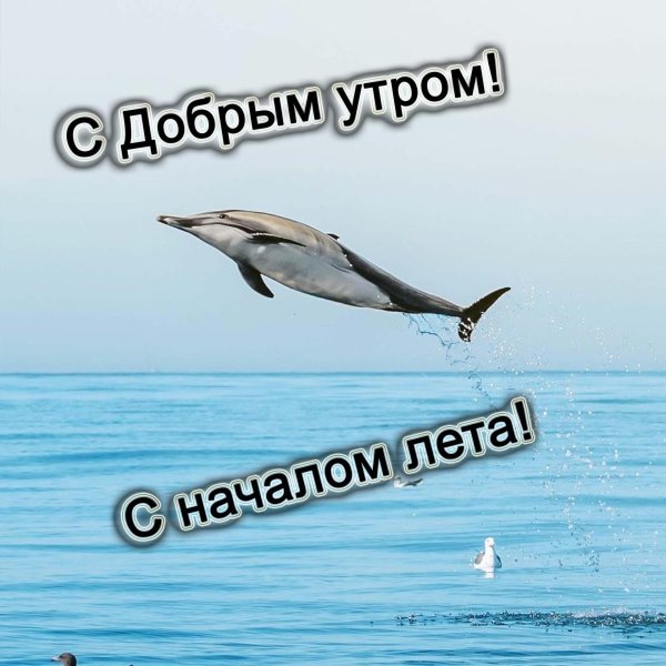 тихоокеанский белобокий дельфин