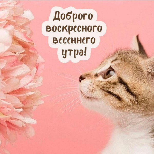 доброе мартовское утро воскресенья