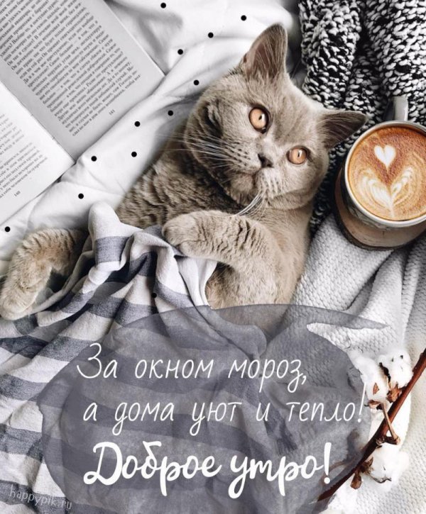 доброго утра с котиками