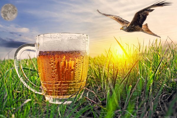 пиво с утра