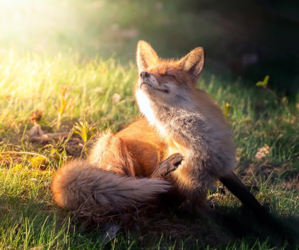 лиса красивая