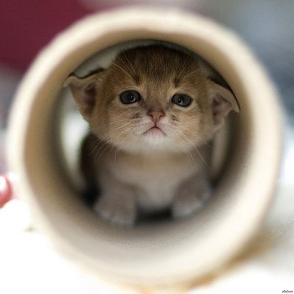 Котята