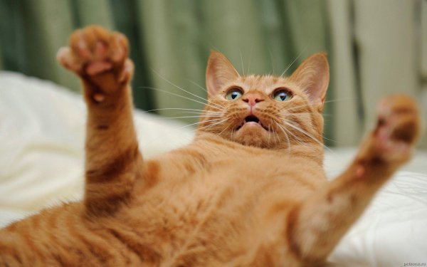 Коты на заставку