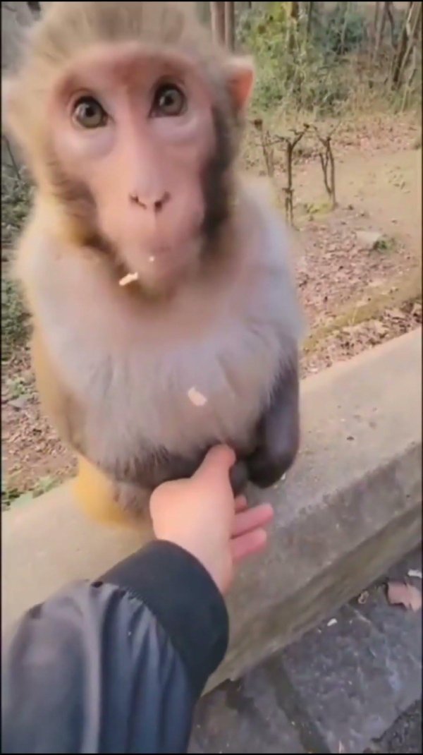 Доброе утро обезьяна