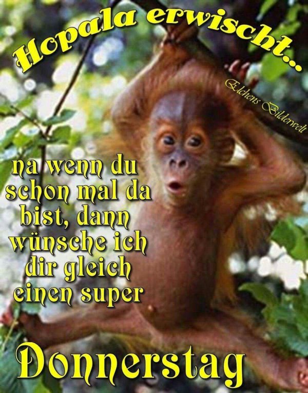 guten morgen montag