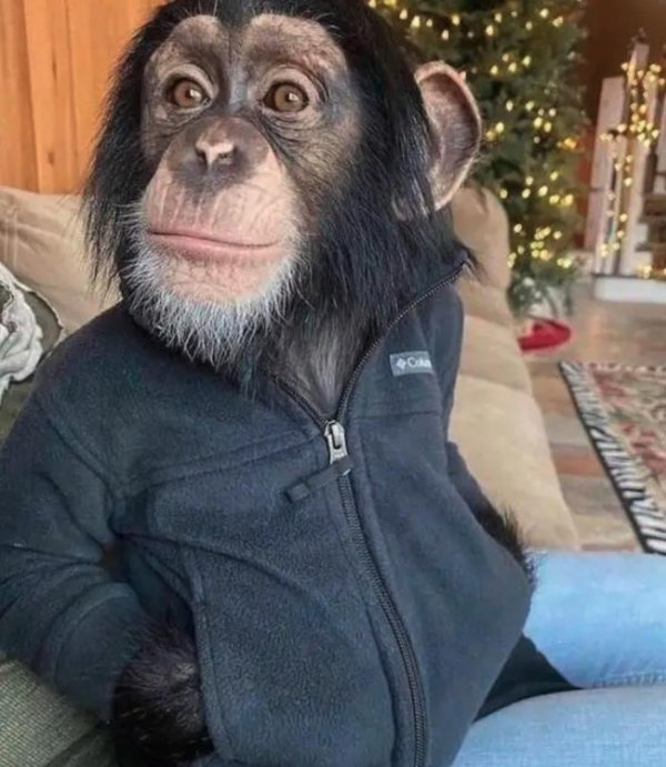 шимпанзе смешные