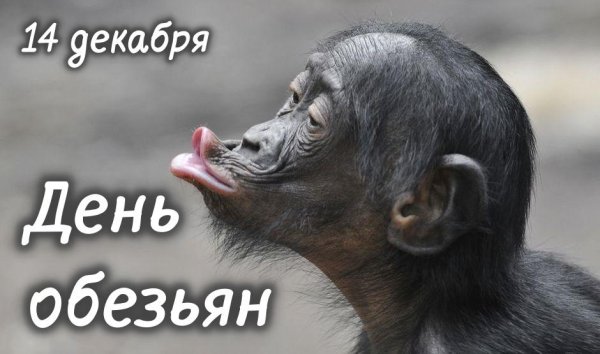 смешные шимпанзе