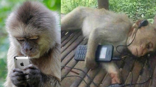 мартышка в наушниках