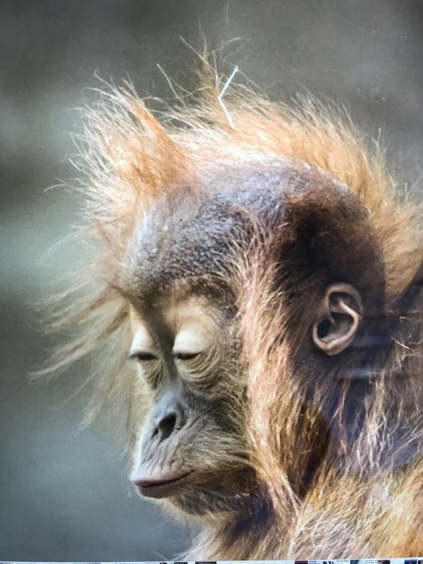 детеныш орангутанга