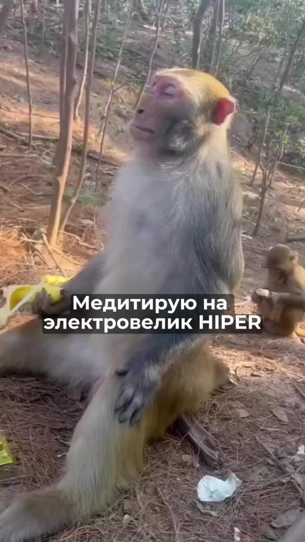 Доброе утро обезьяна