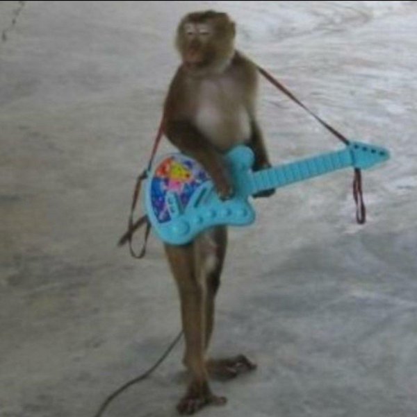 Доброе утро обезьяна