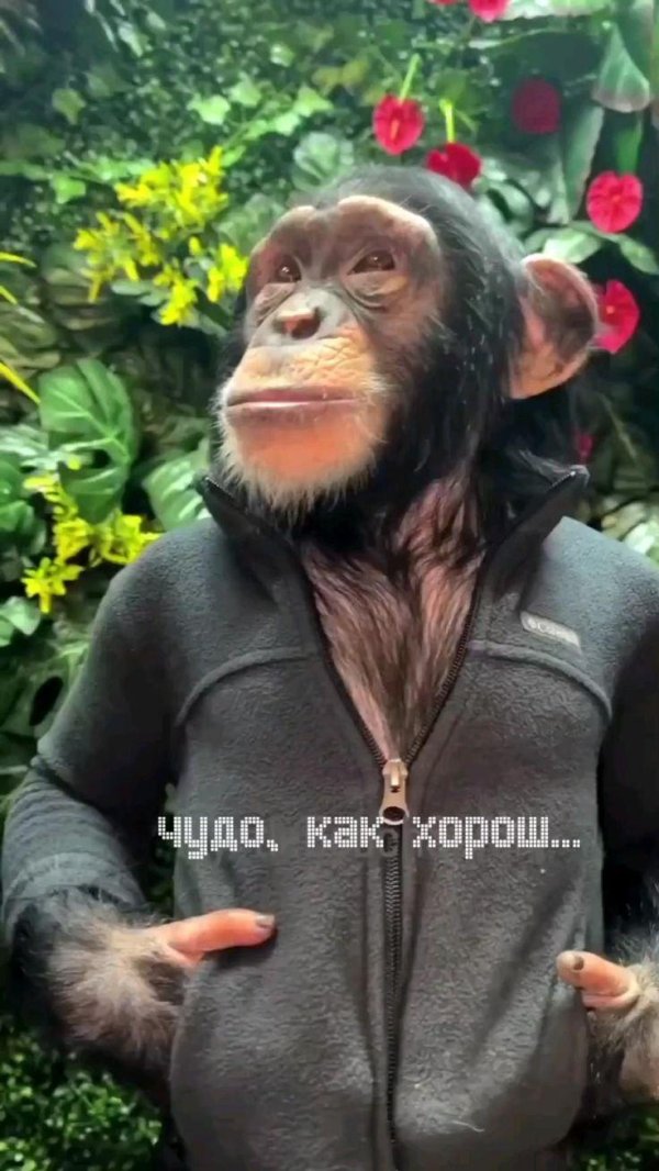 Доброе утро обезьяна