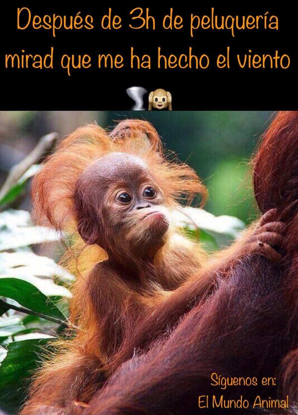 рыжая маупа