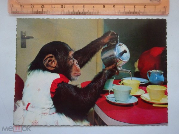 обезьяна бухает