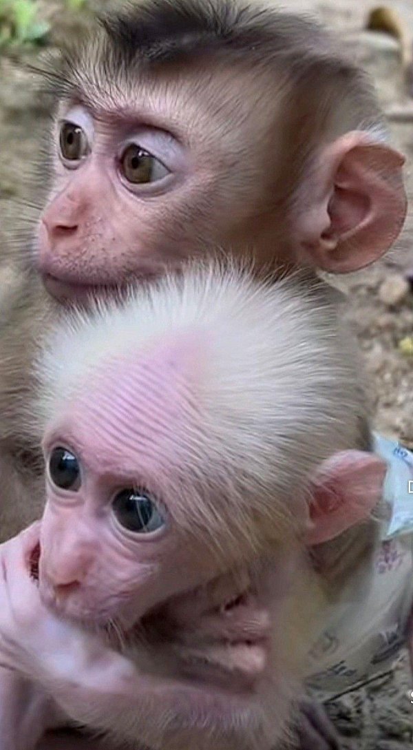 милые обезьянки