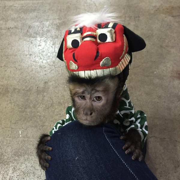 домашняя обезьянка