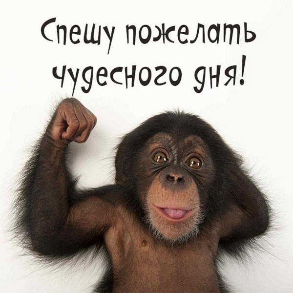 день обезьян