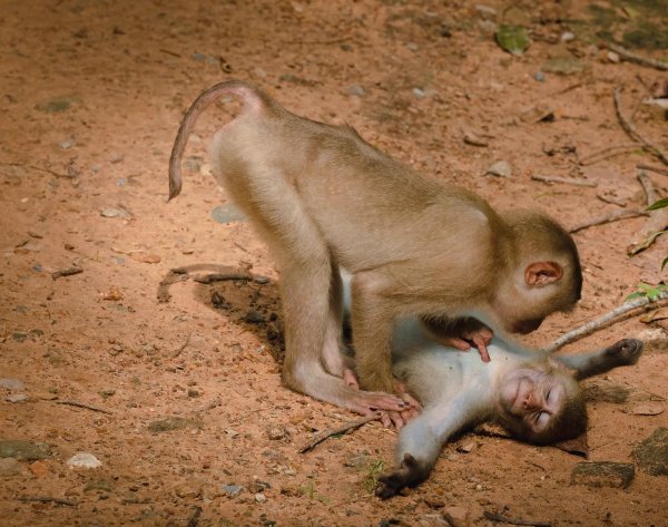 макак лапундер