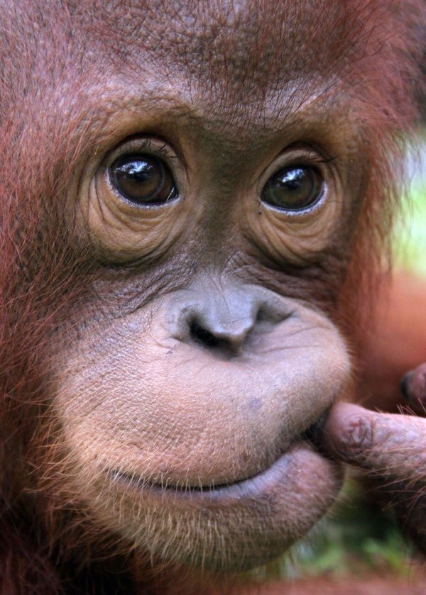 прикольные обезьяны