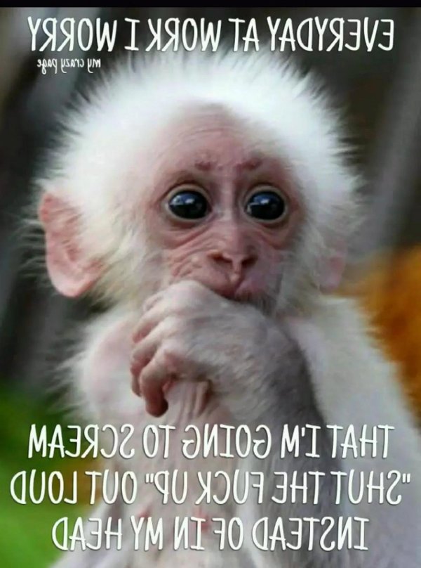 обезьянка альбинос