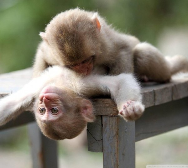 две обезьянки