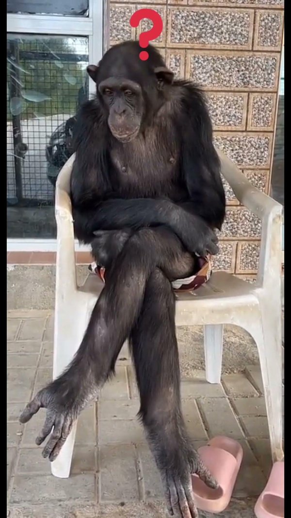 животные шимпанзе