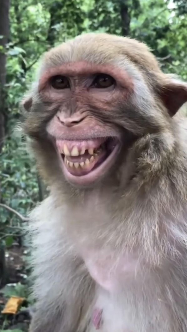 monkey smile