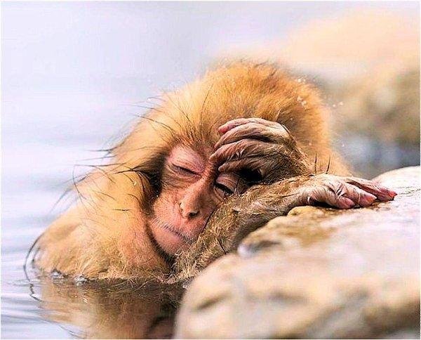 понедельник юмор