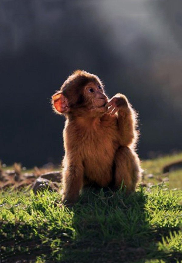 красивая мартышка