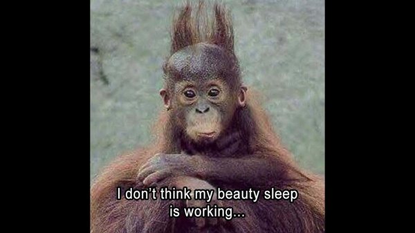 детеныш орангутанга