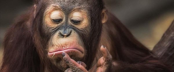 смешные шимпанзе