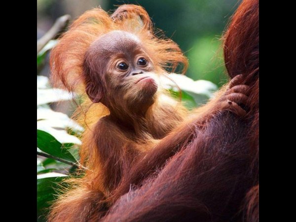 маленький орангутан