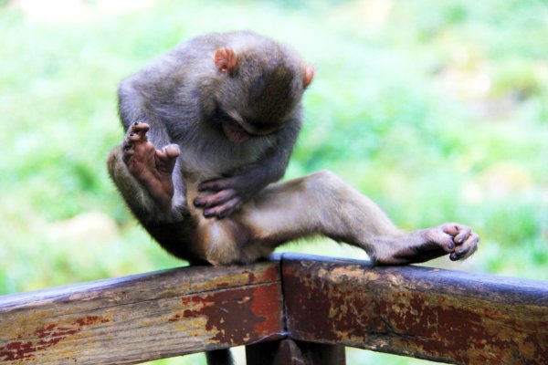 японские макаки в московском зоопарке