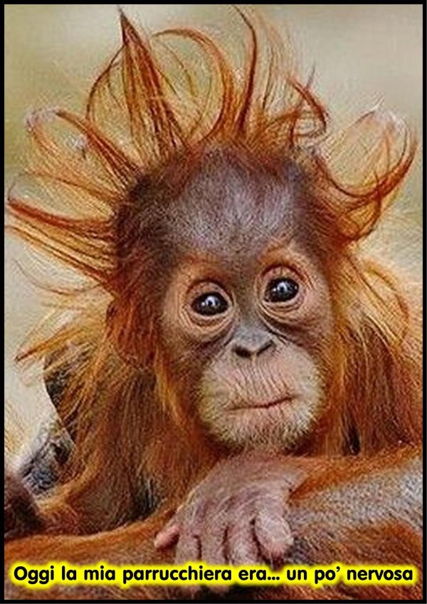 детеныш орангутанга