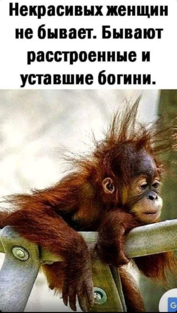 животные юмор