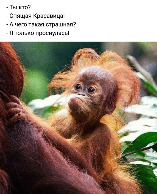 орангутанг смешной