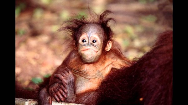 детеныш орангутанга