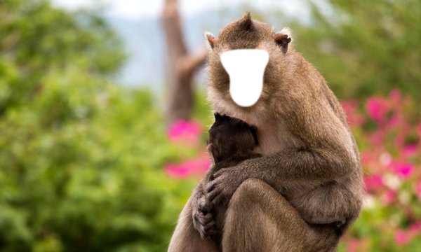 Доброе утро обезьяна