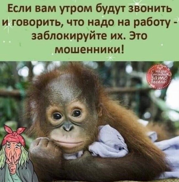 милые обезьянки