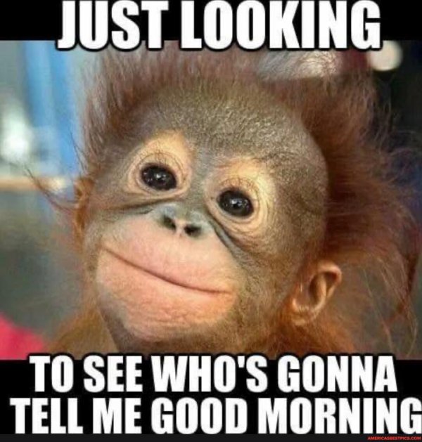 детеныш орангутанга