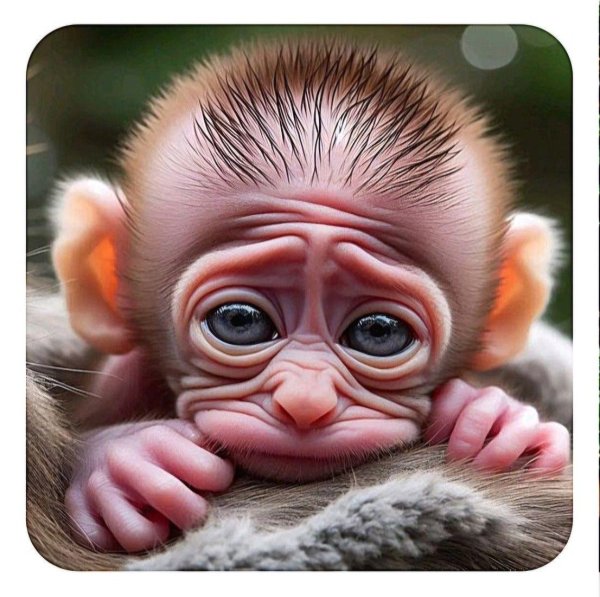 обезьянка красивая